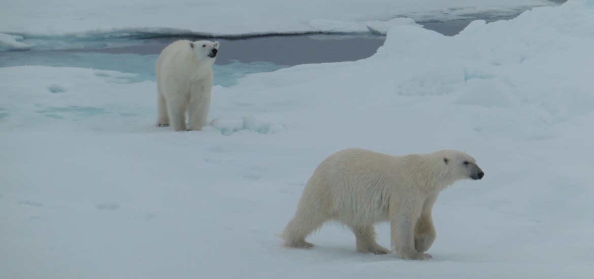 Travel in Arctic Svalbard